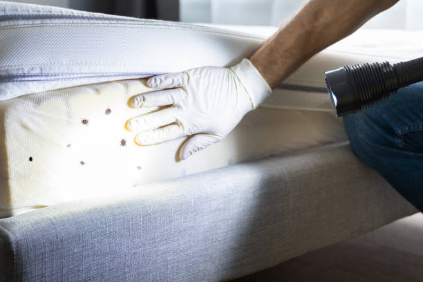 Best Insect Control  in Westchester, IL